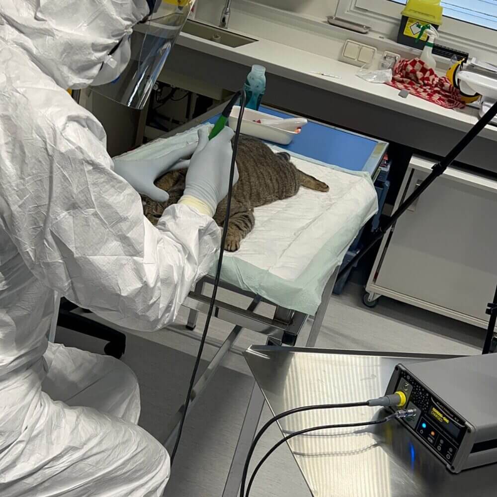 Electrochemotherapy done on cat