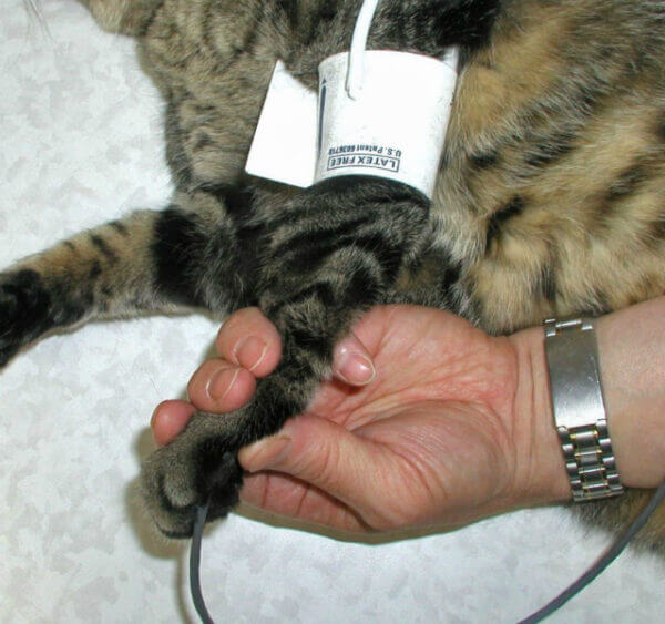 Front Paw Probe Cuff in Use