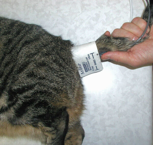 Tail Probe Application