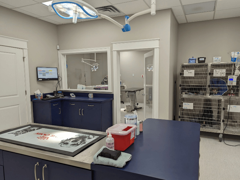 Veterinary exam light in a clinic