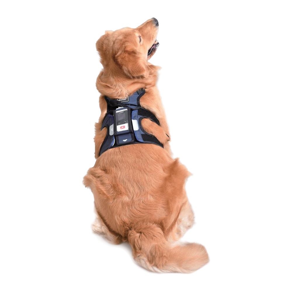 Golden retriever sitting and wearing a dark Mindray TMS30 Vet telemetry pouch strapped around its chest